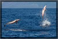 Spinner Dolphins