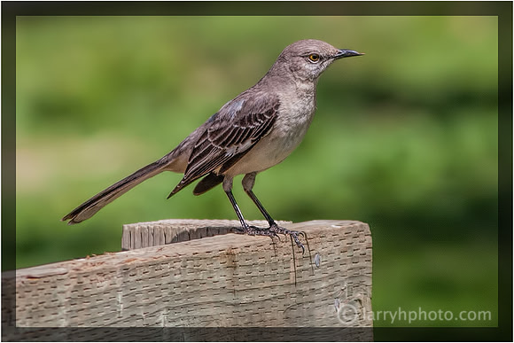 Northern Mockingbird