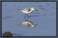 Sanderling