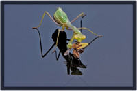 Praying Mantis with Bee