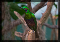 Emerald Starling