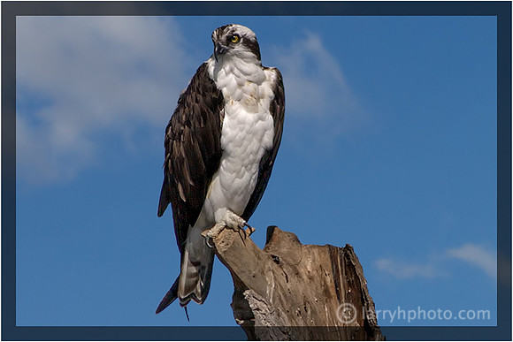 Osprey