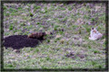 Symbiotic Relationship Between Coyote & Badger for Catching Voles