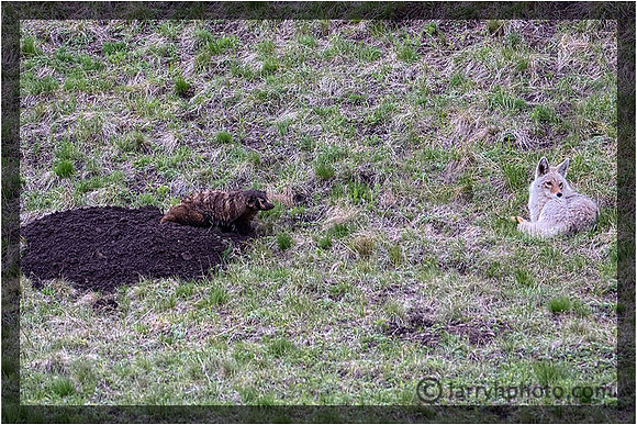 Symbiotic Relationship Between Coyote & Badger for Catching Voles