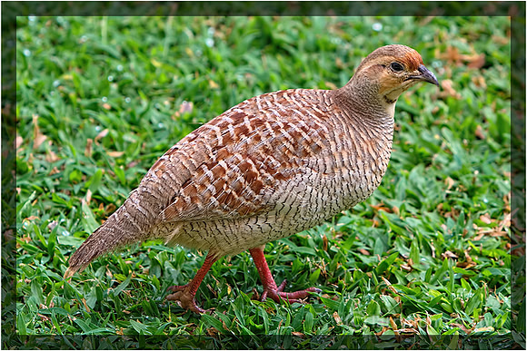 Gray Francolin