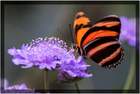 Orange Tiger Butterfly