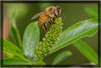 Honey Bee Collecting Pollen