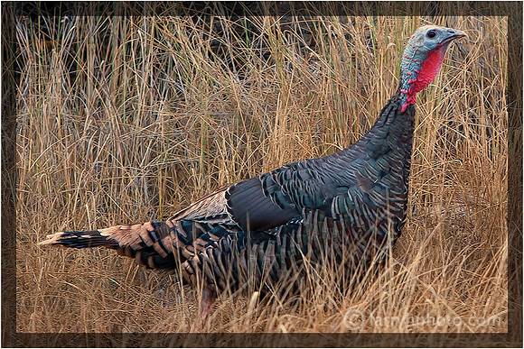 Rio Grande Wild Turkey
