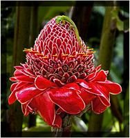 Gecko on a Torch Ginger