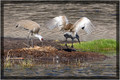 Sandhill Cranes Buiding Their Nest