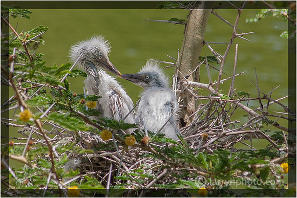 Egret Nestlings