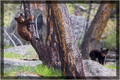Rosie's Black Bear Cubs