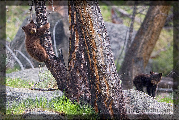 Rosie's Black Bear Cubs