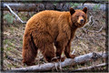 Cinnamon Black Bear