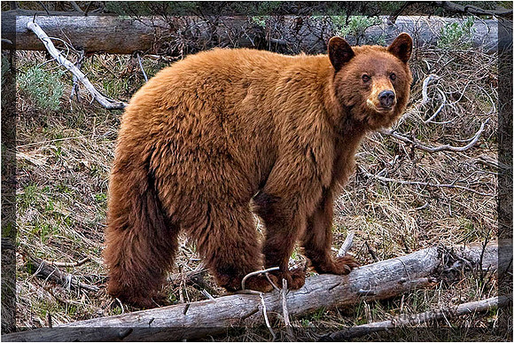 Cinnamon Black Bear
