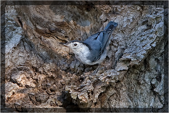 Nuthatch