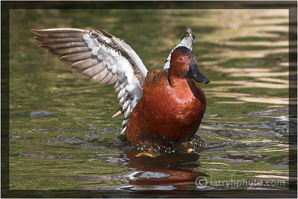 Cinnamon Teal