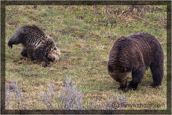 Grizzly Hunting Grubs with Yearling Cub