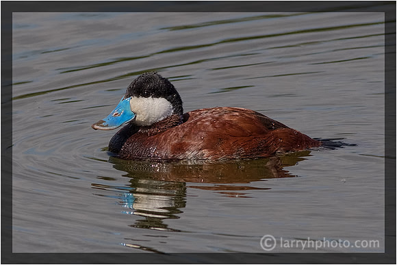 Ruddy Duck
