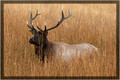Bull Elk in the Reeds