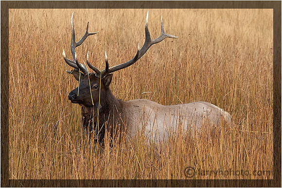 Bull Elk in the Reeds