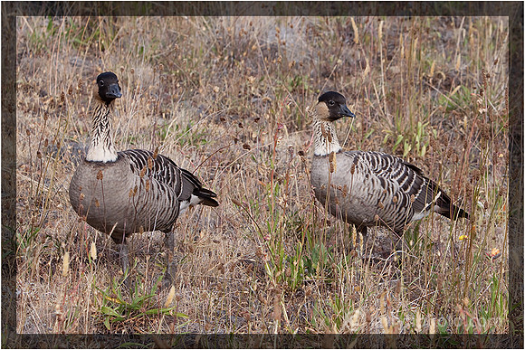 Nene  Hawaii State Bird