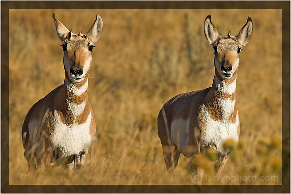 Pronghorn Does