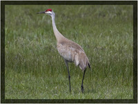Sandhill Crane