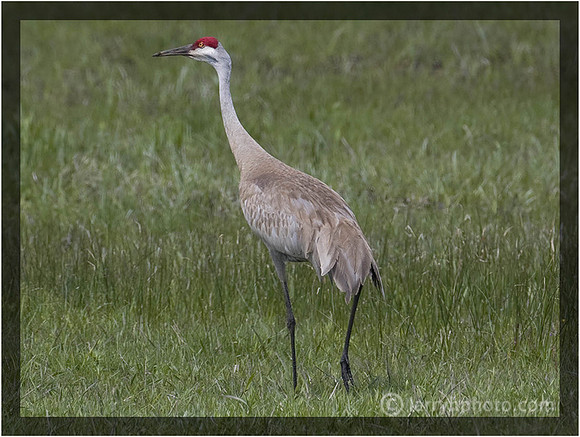 Sandhill Crane