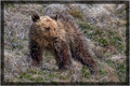 Grizzly Yearlng Cub