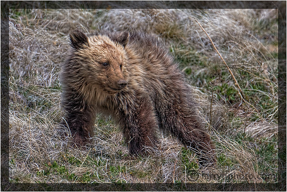 Grizzly Yearlng Cub