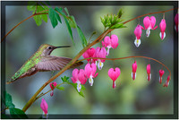 Bleeding Heart Flowers