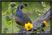 California Quail
