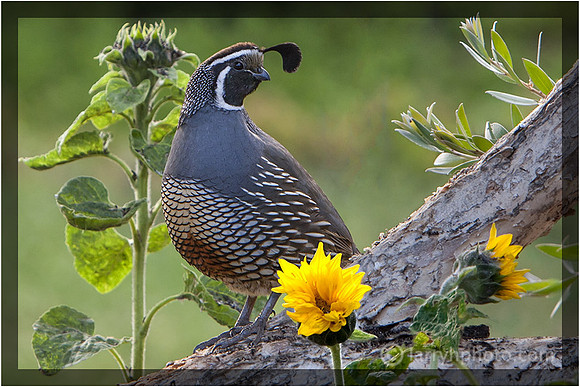 California Quail