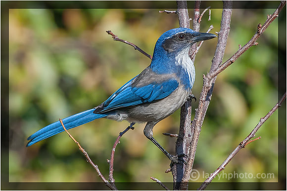 Scrub Jay