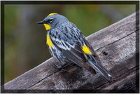 Yellow-Rumped Warbler