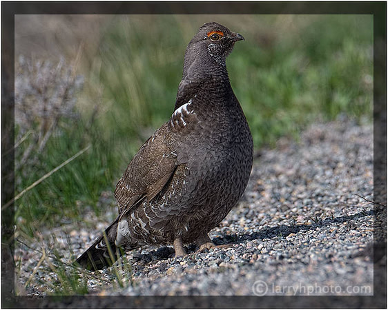 Dusky Grouse