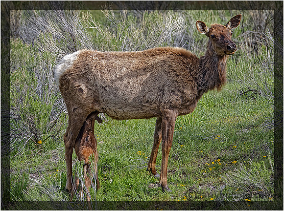 Elk & Newborn Calf