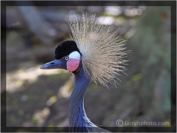 Grey Crowned Crane