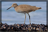 Willet