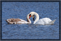Regal Swan with Cygnet