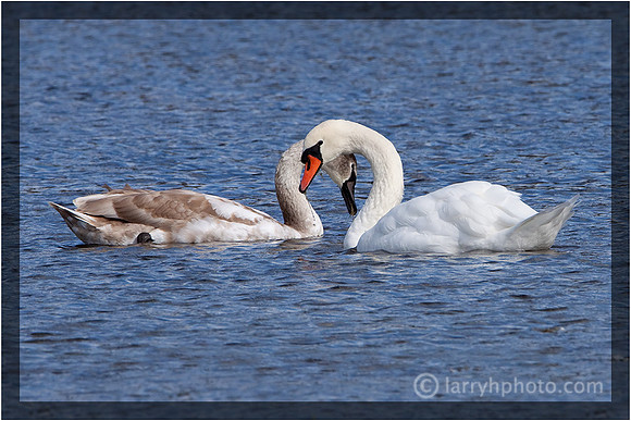 Regal Swan with Cygnet