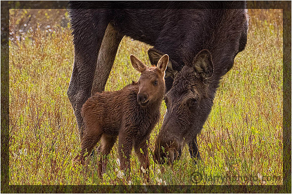 Moose Cow with Two Week Old Calf