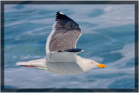 Seagull