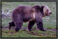 Boar(male) Grizzly