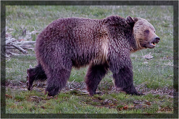 Boar(male) Grizzly