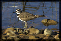 Killdeer