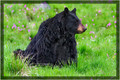 Black Bear Called Rosie