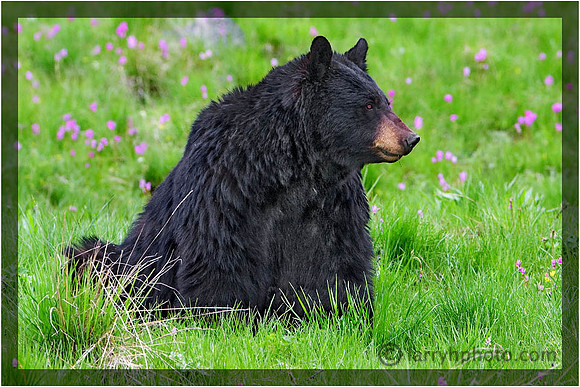 Black Bear Called Rosie
