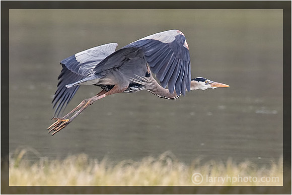 Great Blue Heron